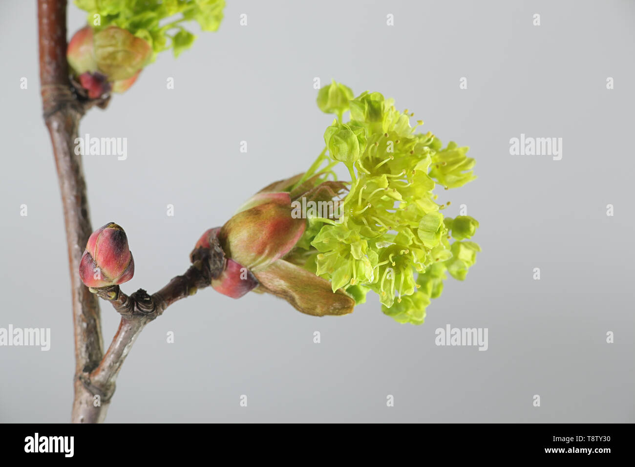 Acer platanoides, noto come Norvegia maple Foto Stock
