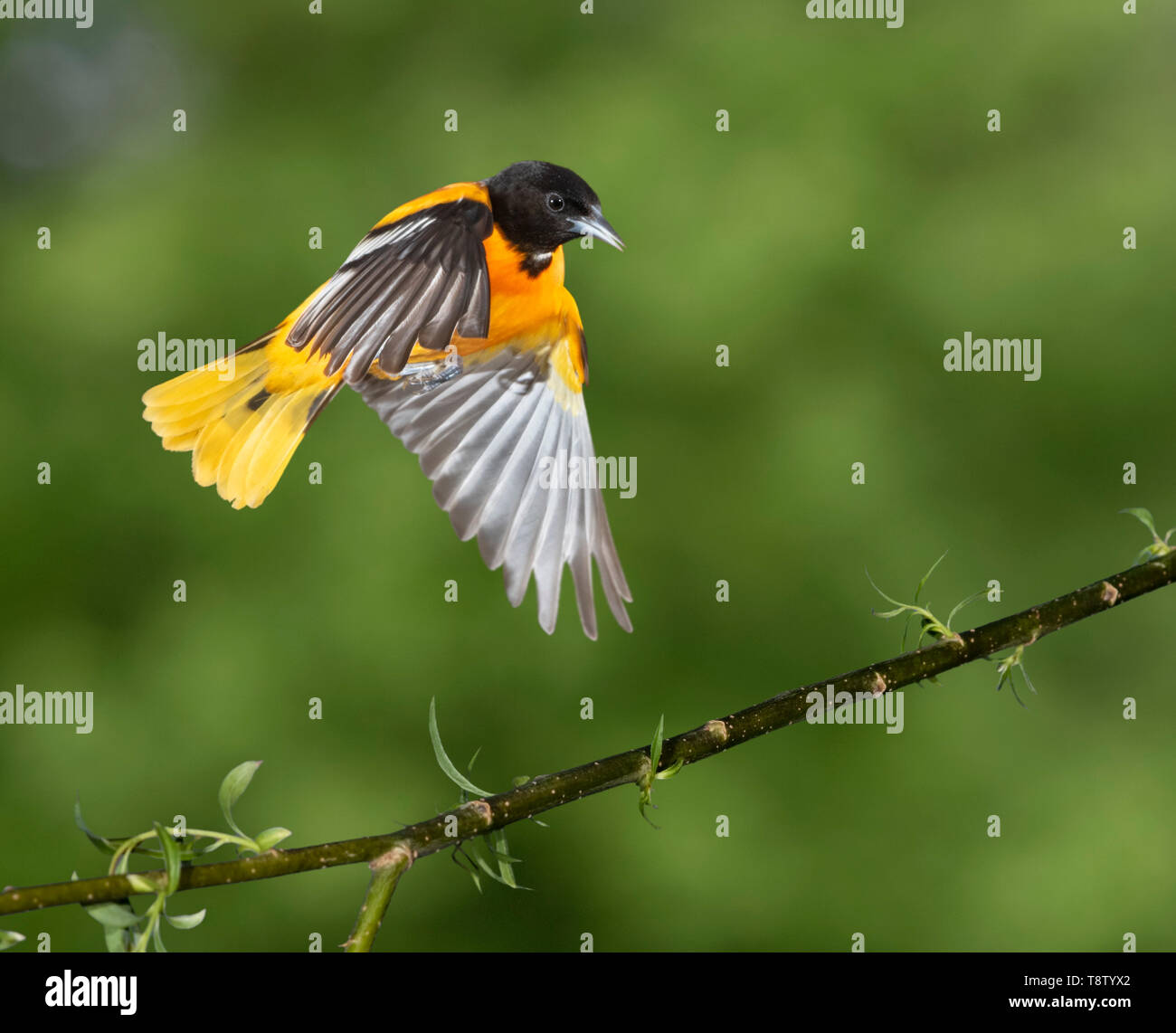 Baltimore rigogolo (Icterus galbula) maschio di atterraggio su un ramo, Iowa, USA Foto Stock