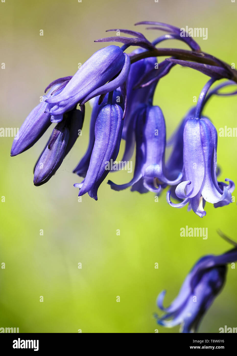 Bluebells Foto Stock