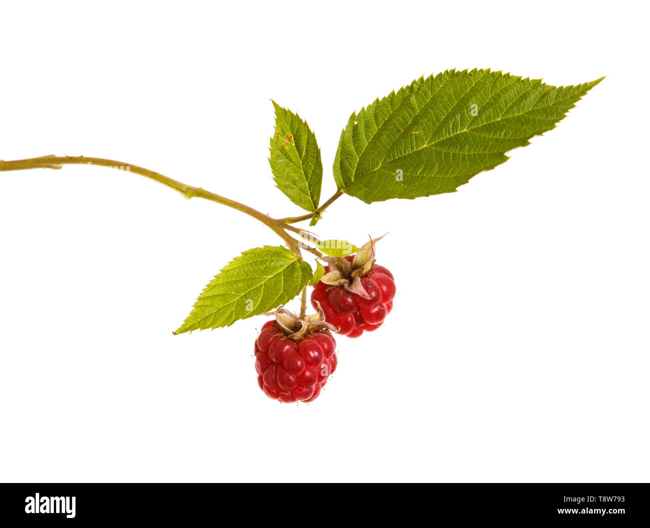 Ripe rosso lampone su un ramo. Isolato su bianco Foto Stock