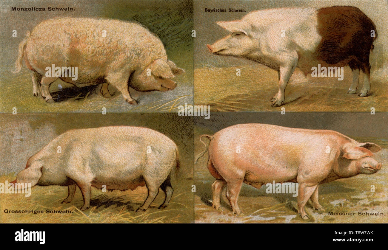 Maiale domestico razze: maiale Mangalica (lana di maiale), maiale bavarese, grandi orecchie di maiale, maiale Meissner Sus scrofa domesticus, (agricolo Prenota, 1898) Foto Stock