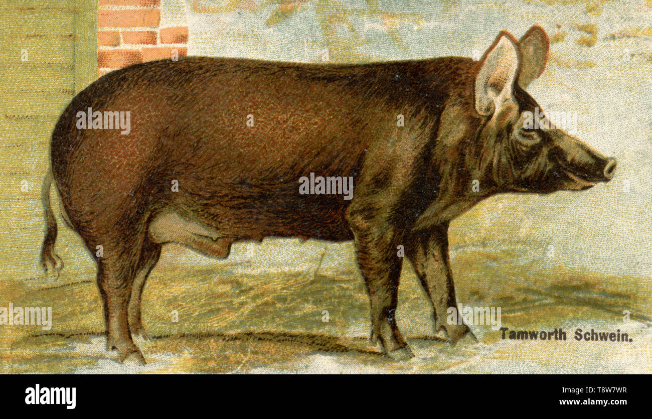 Suini domestici, maiale razza: Tamworth pig Sus scrofa domesticus, (agricolo Prenota, 1898) Foto Stock