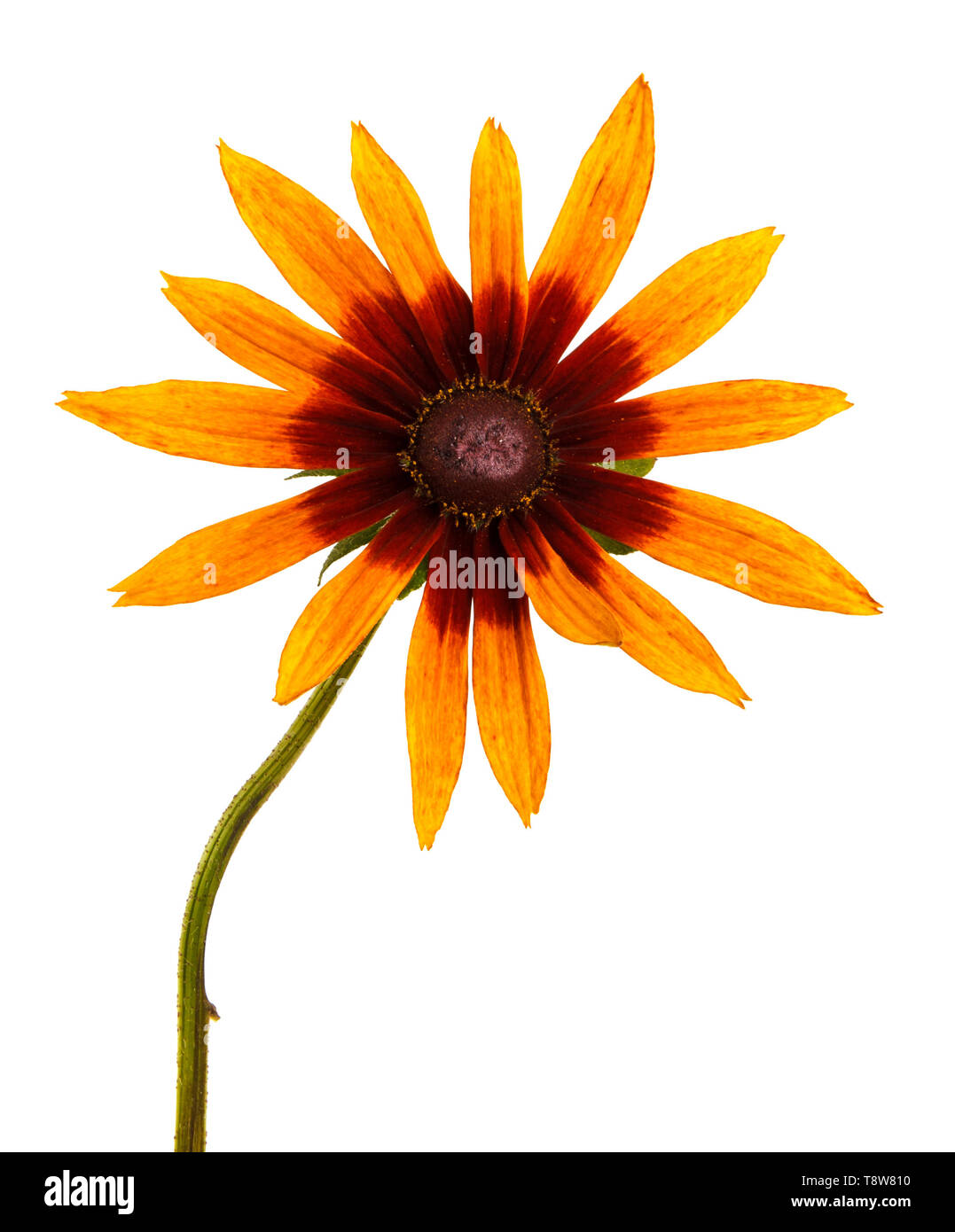 Flower rudbeckia hirta. Isolato su bianco Foto Stock