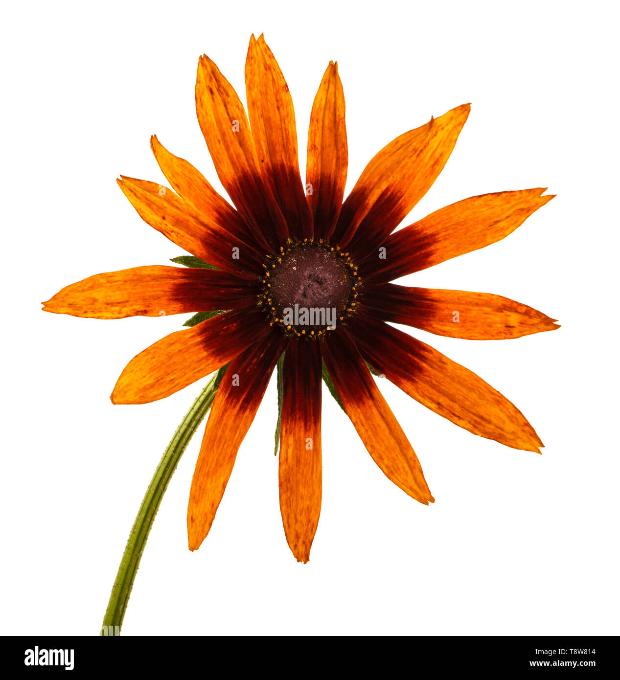 Flower rudbeckia hirta. Isolato su bianco Foto Stock