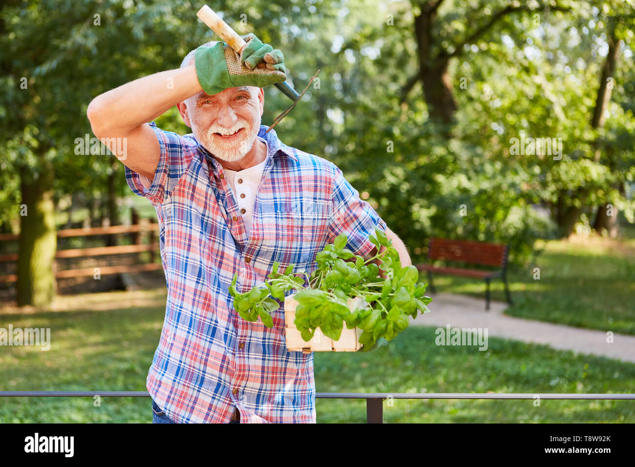 Senior uomo con utensile da giardinaggio e basilico nel giardino in estate Foto Stock