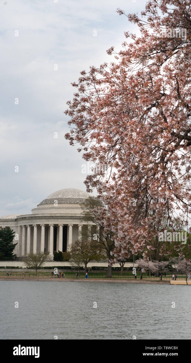 I fiori di ciliegio sono già hanno raggiunto un picco intorno al bacino di marea in Washington DC Foto Stock