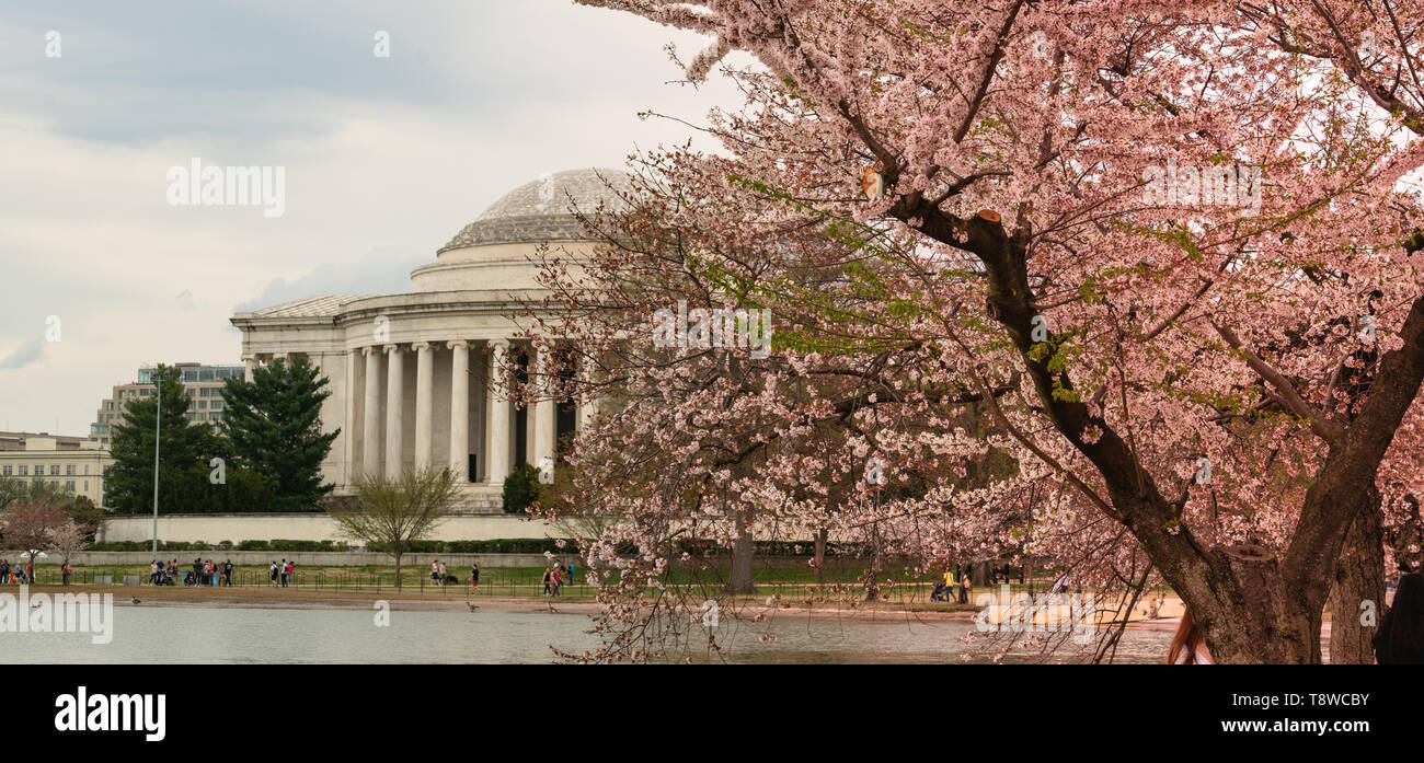 I fiori di ciliegio sono già hanno raggiunto un picco intorno al bacino di marea in Washington DC Foto Stock
