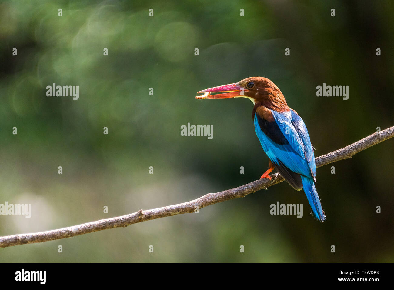 Bianco-throated kingfisher (Halcyon smyrnensis) arroccato e mangiare Foto Stock