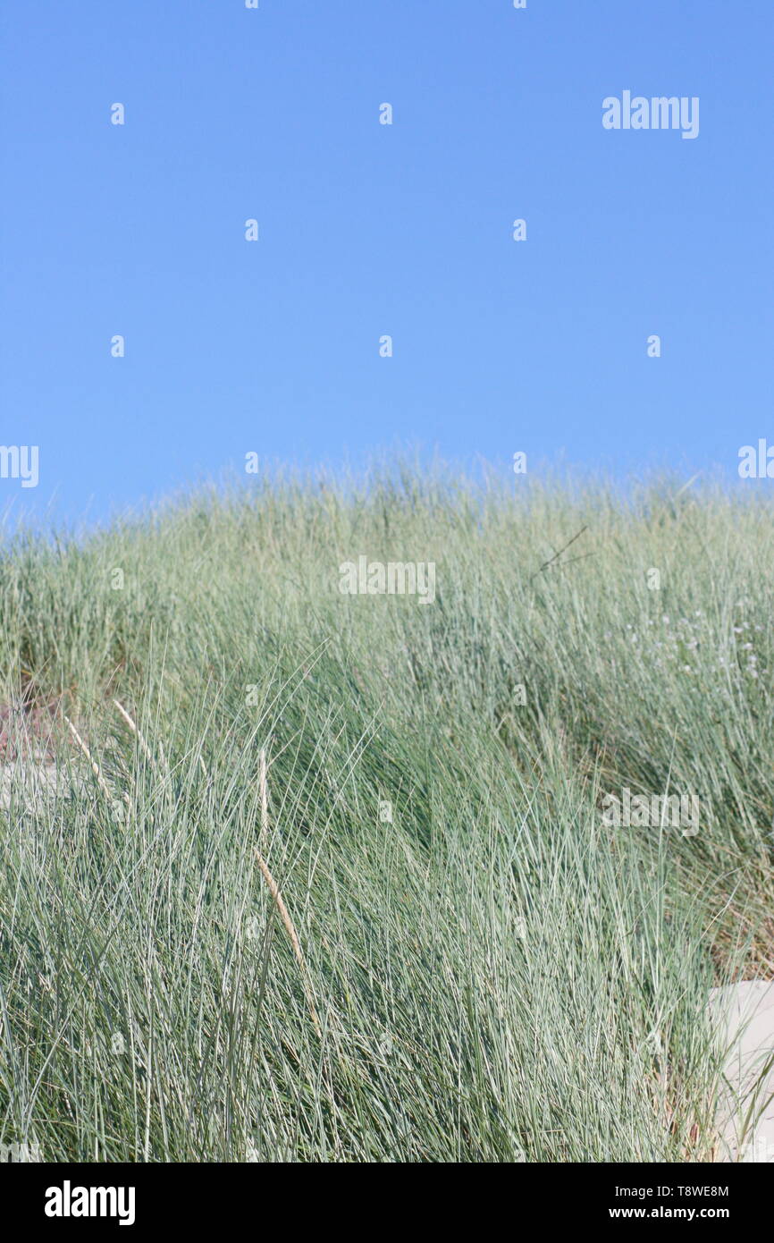 Una duna, coperto con erba di spiaggia Foto Stock