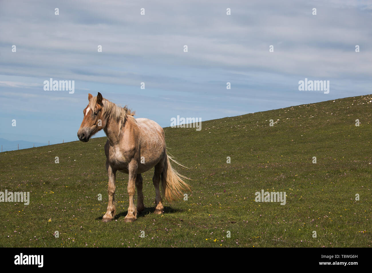 Ritratto di solitario cavallo marrone nel prato di montagna Foto Stock