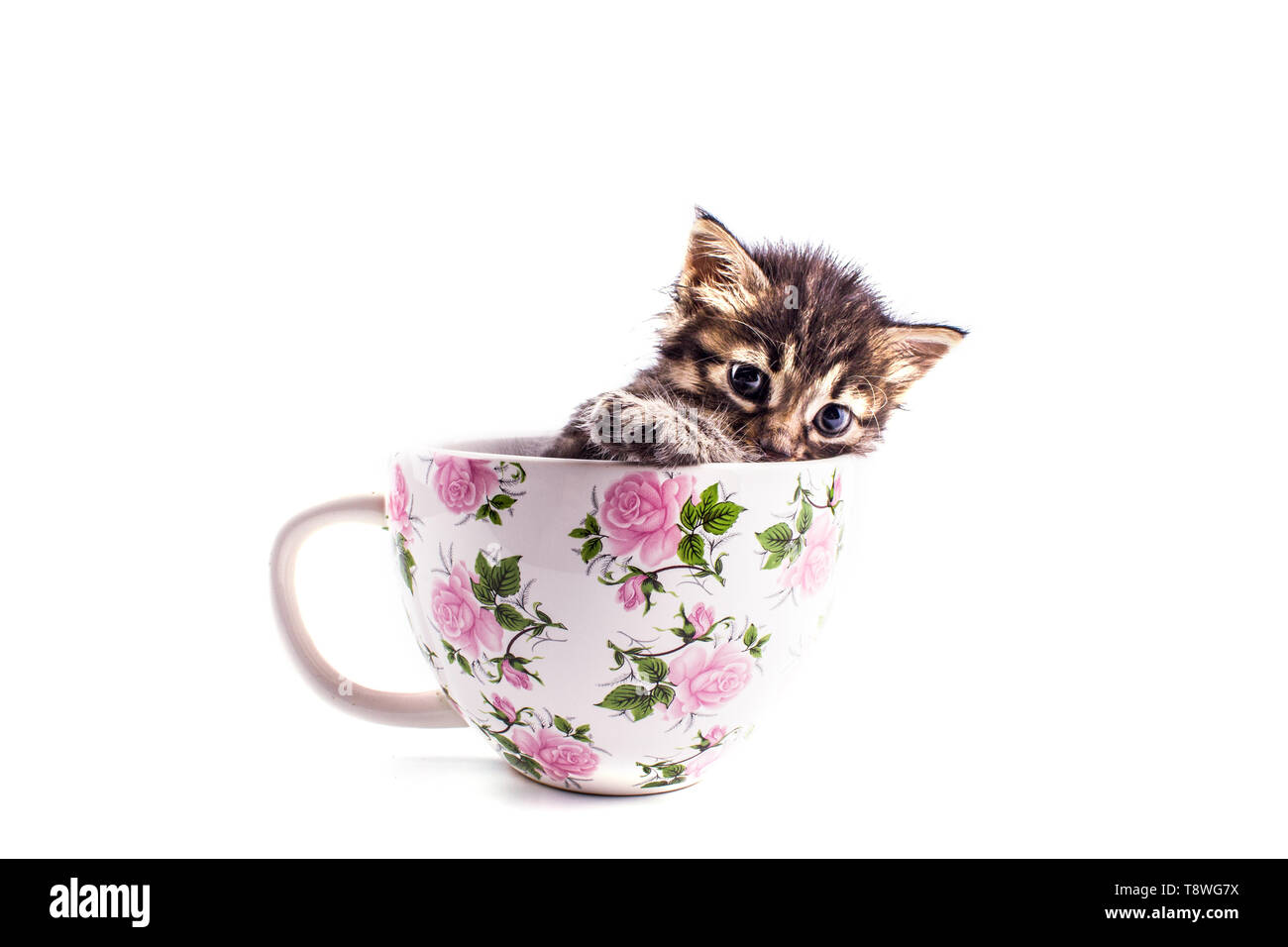 Gatto nella tazza Immagini senza sfondo e Foto Stock ritagliate - Pagina 2  - Alamy