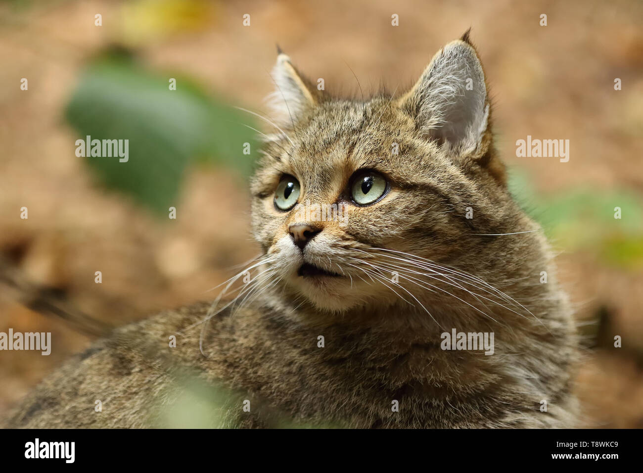 Femmina di gatto selvatico europeo shot attraverso le foglie con DOF poco profondo Foto Stock