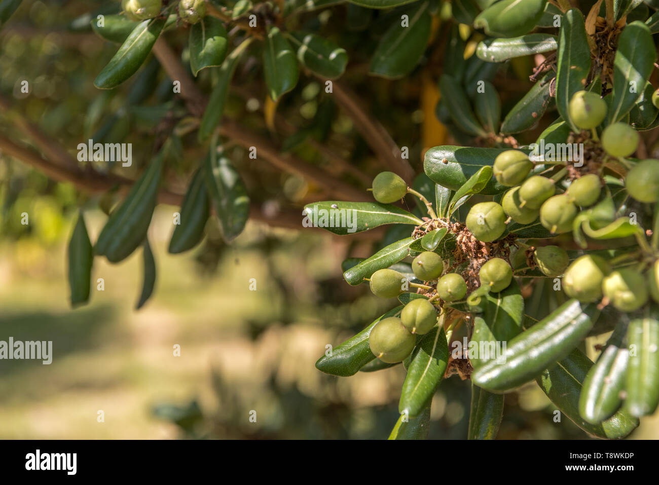 Olive verdi su albero in giardino Foto Stock