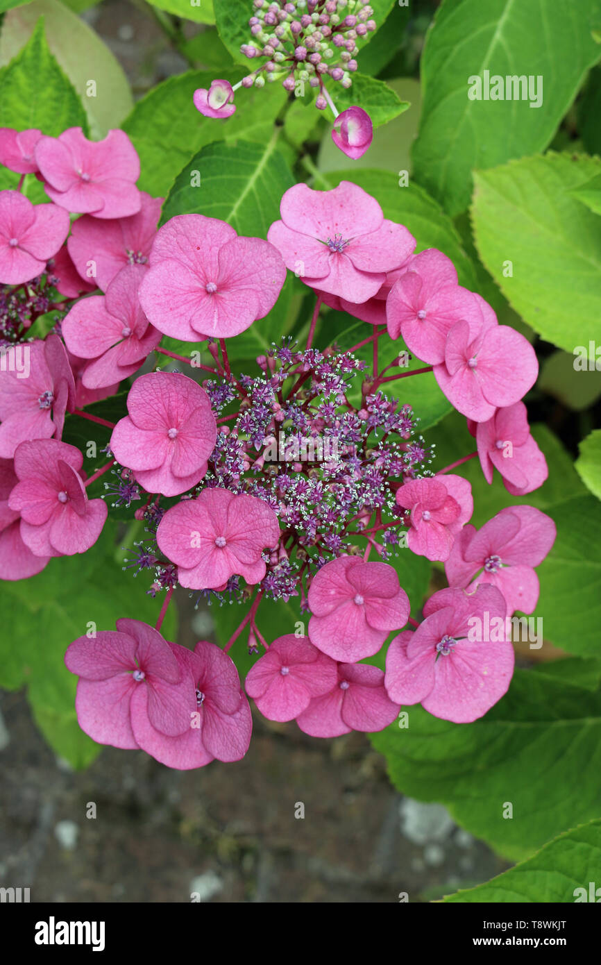 Hydrangea Lacecap con fiori rosa interno ed esterno di fiori con uno sfondo di foglie della stessa pianta. Foto Stock