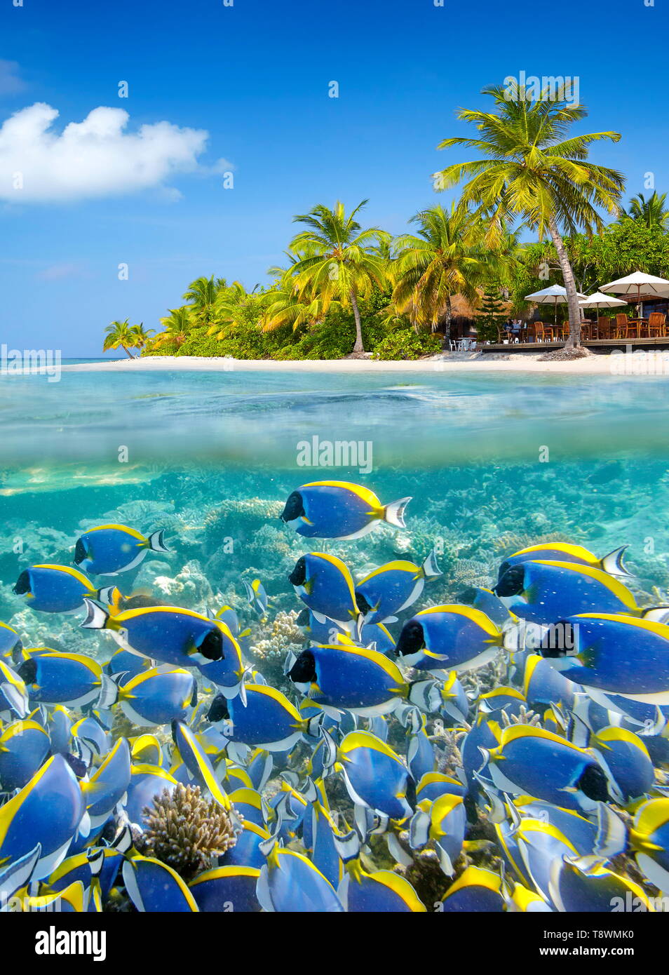 Paesaggio tropicale a isole Maldive, atollo di Ari Foto Stock