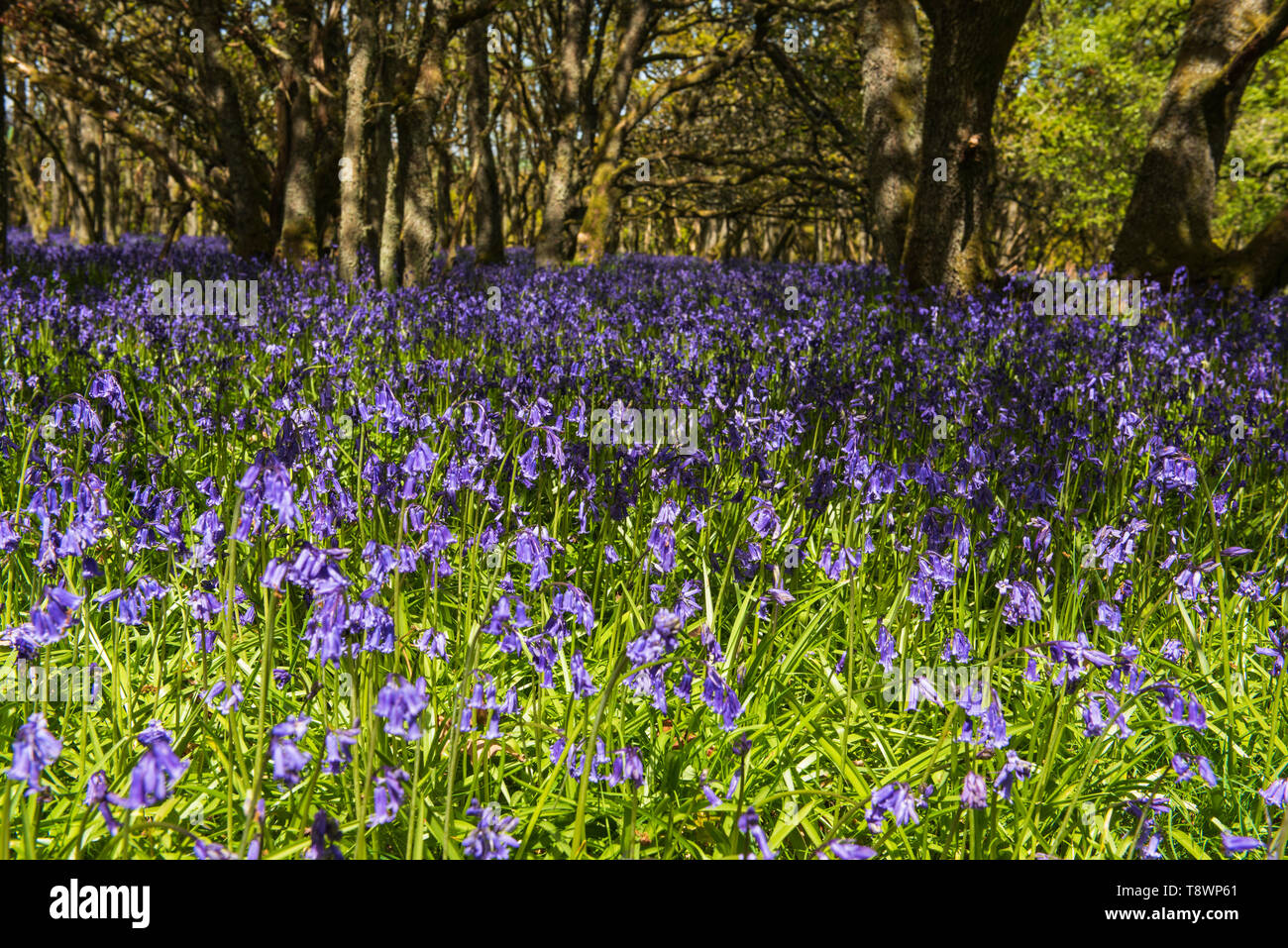Ruthven Bluebell wood sulla banca del fiume di Isla, Angus, Scozia. Foto Stock