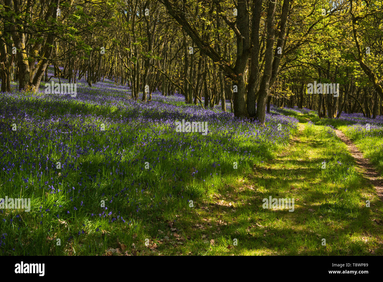 Ruthven Bluebell wood sulla banca del fiume di Isla, Angus, Scozia. Foto Stock