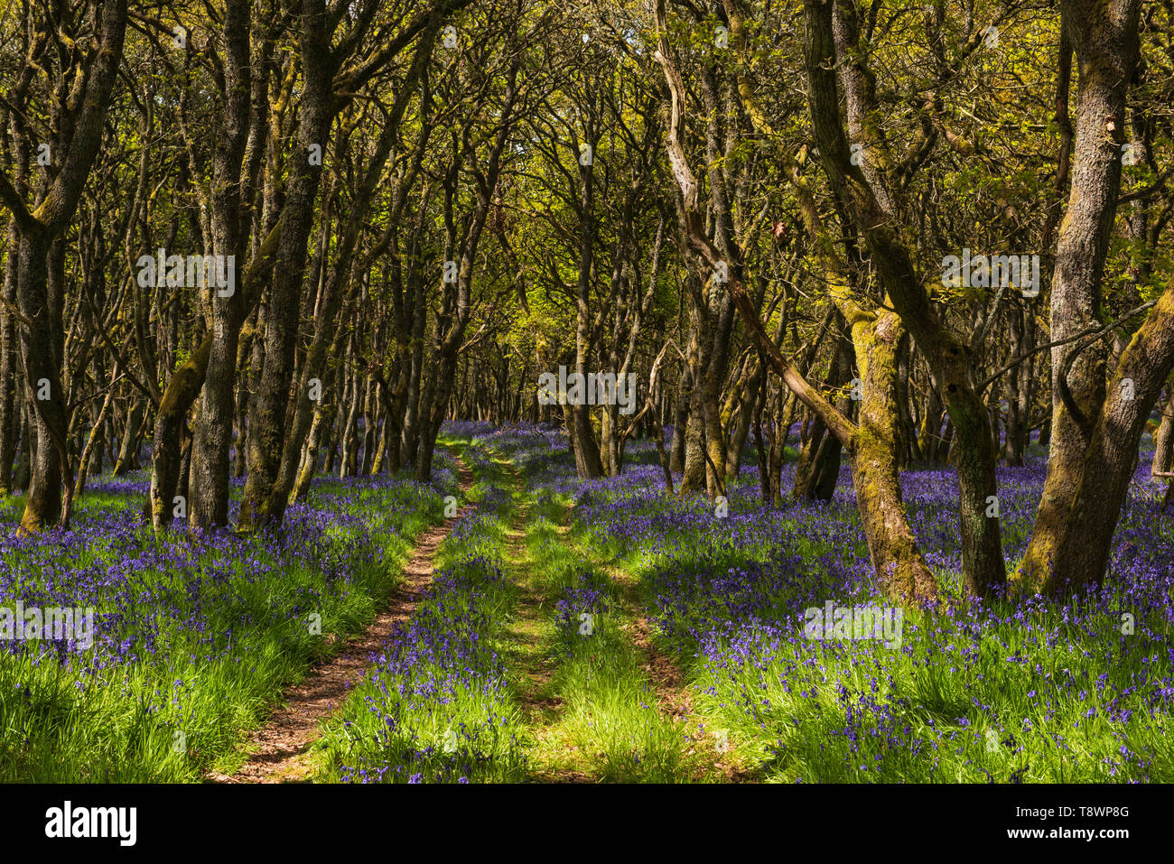 Ruthven Bluebell wood sulla banca del fiume di Isla, Angus, Scozia. Foto Stock