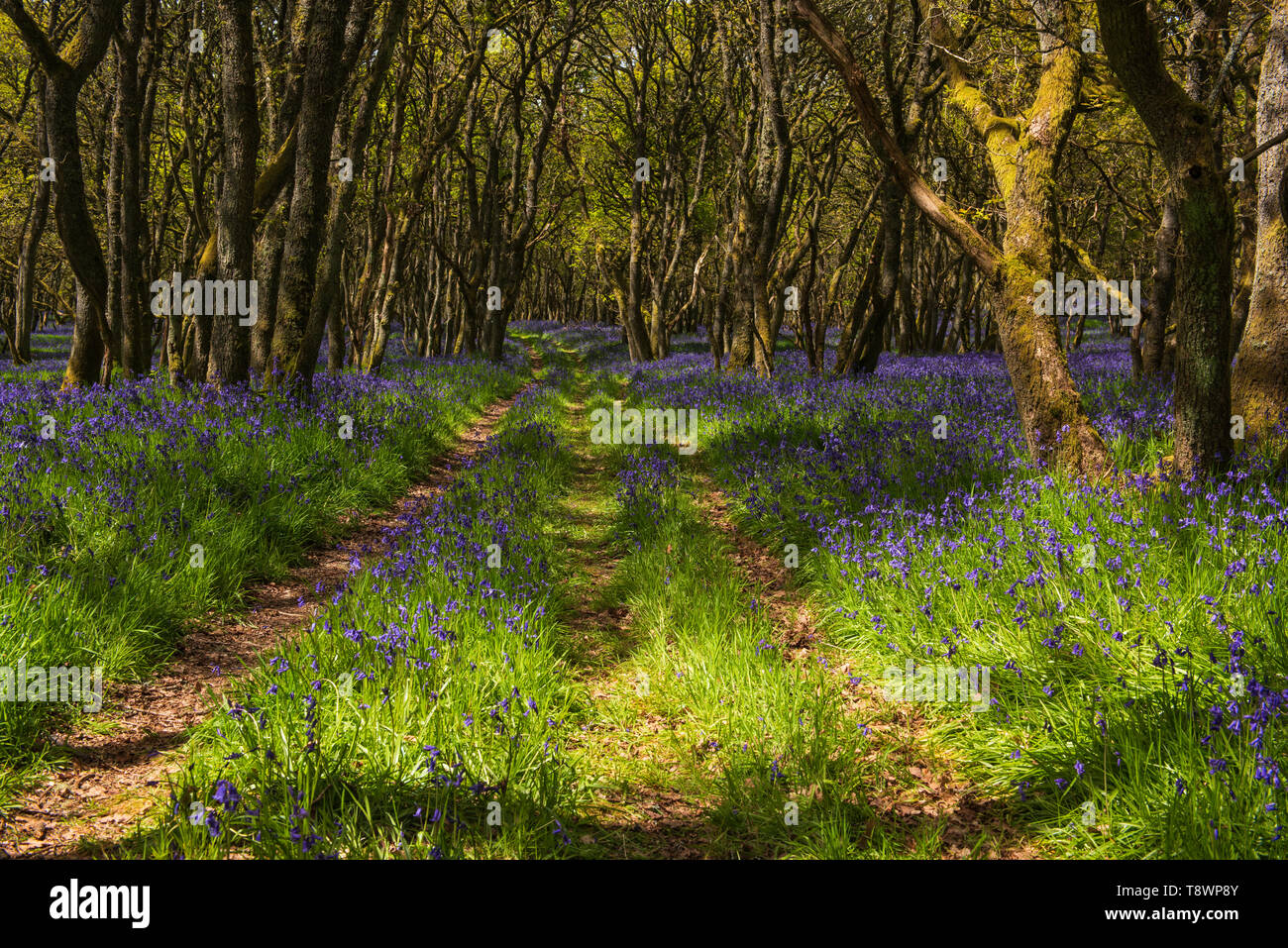 Ruthven Bluebell wood sulla banca del fiume di Isla, Angus, Scozia. Foto Stock