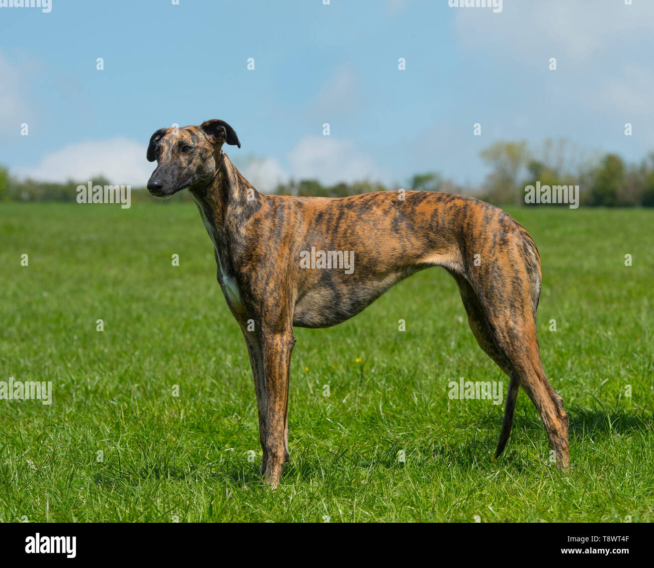 Lo spagnolo galgos cane Foto Stock