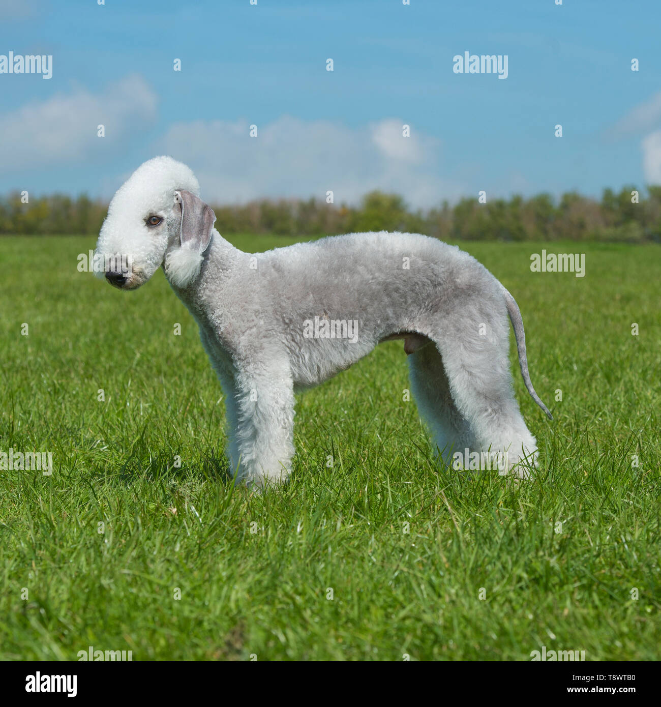 Bedlington terrier Foto Stock