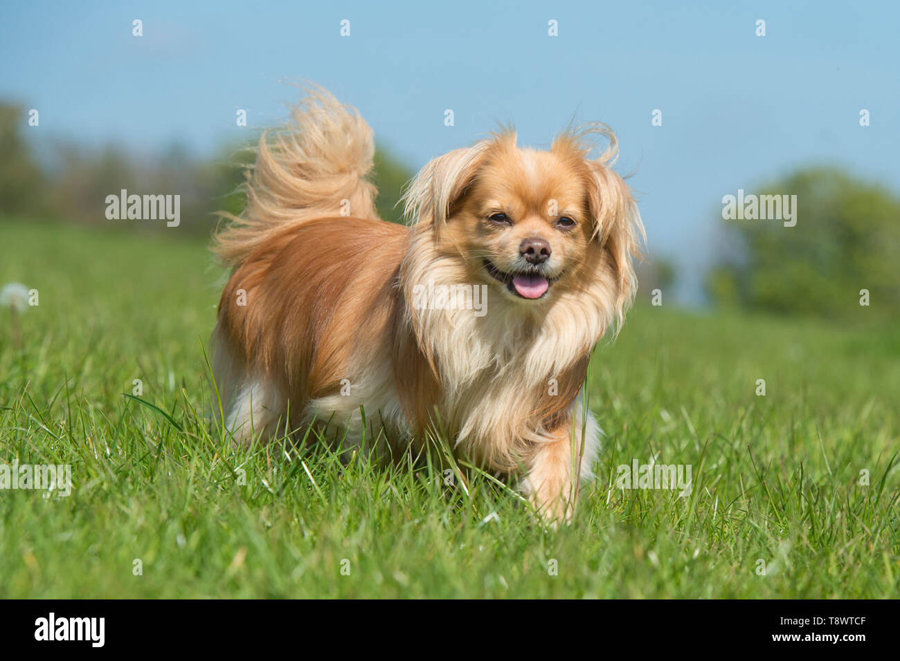 spaniel tibetano Foto Stock