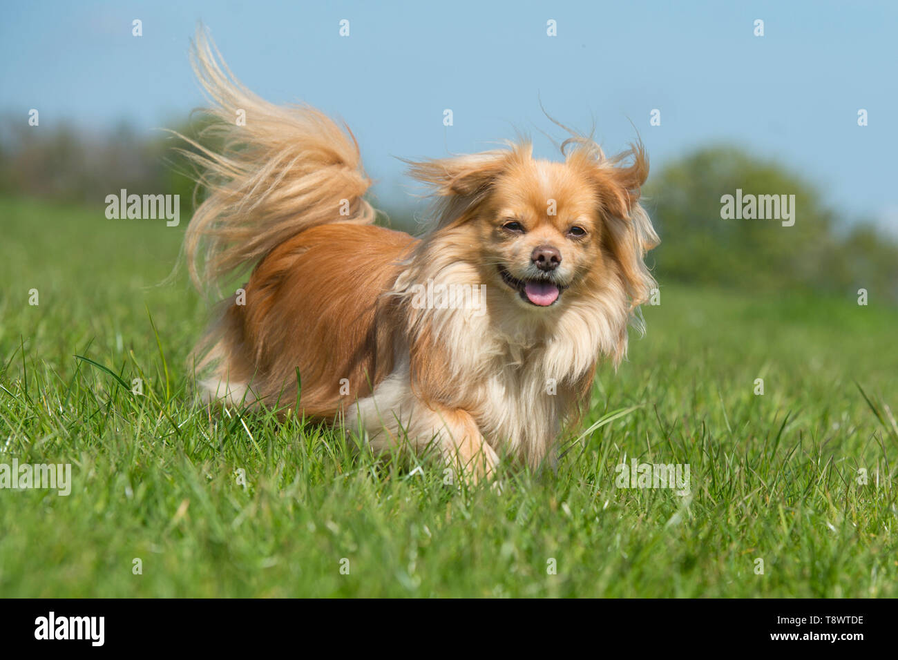 spaniel tibetano Foto Stock
