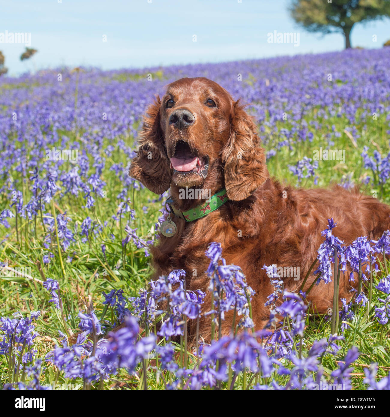Setter irlandese Foto Stock