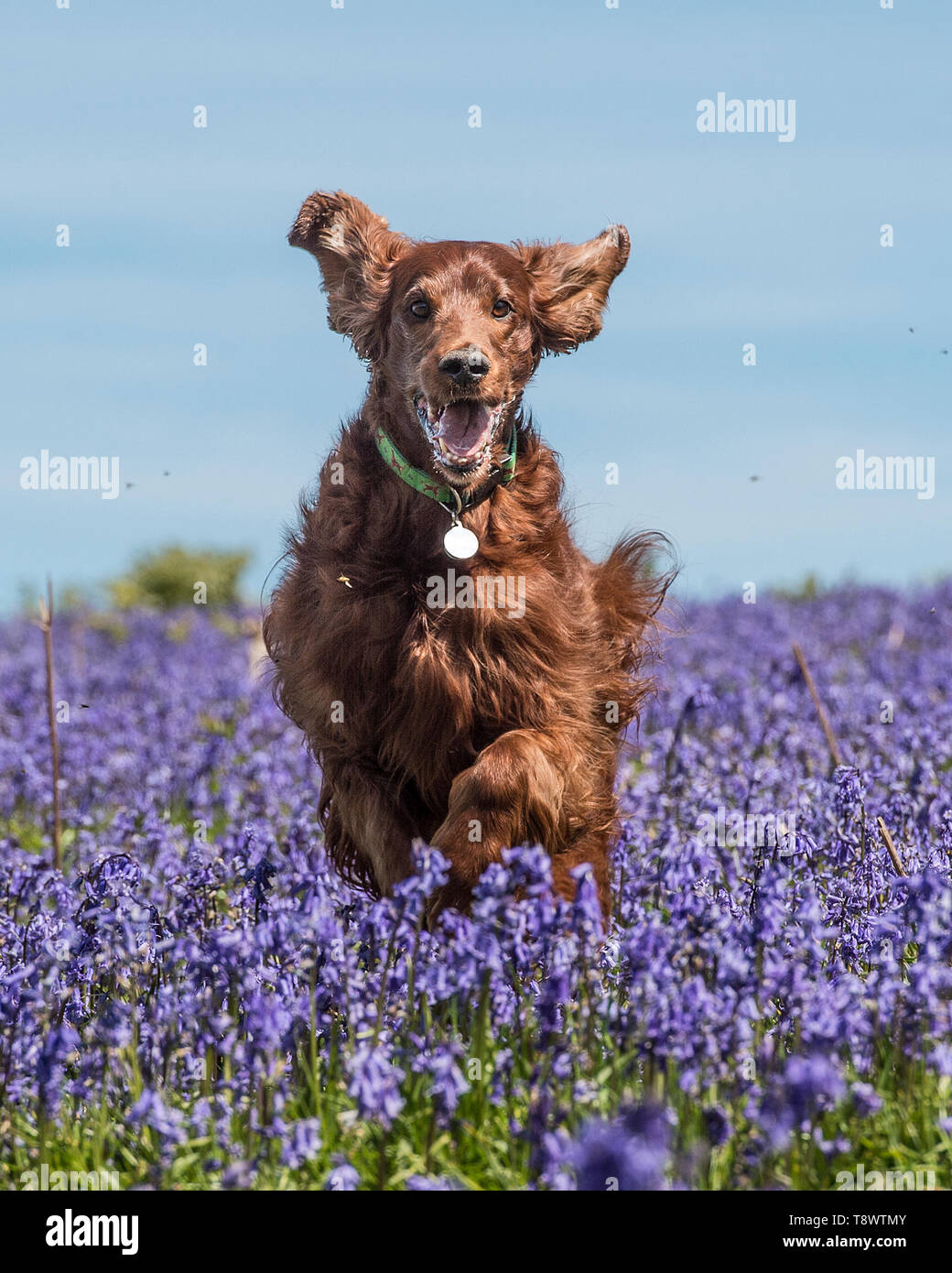 Setter irlandese Foto Stock