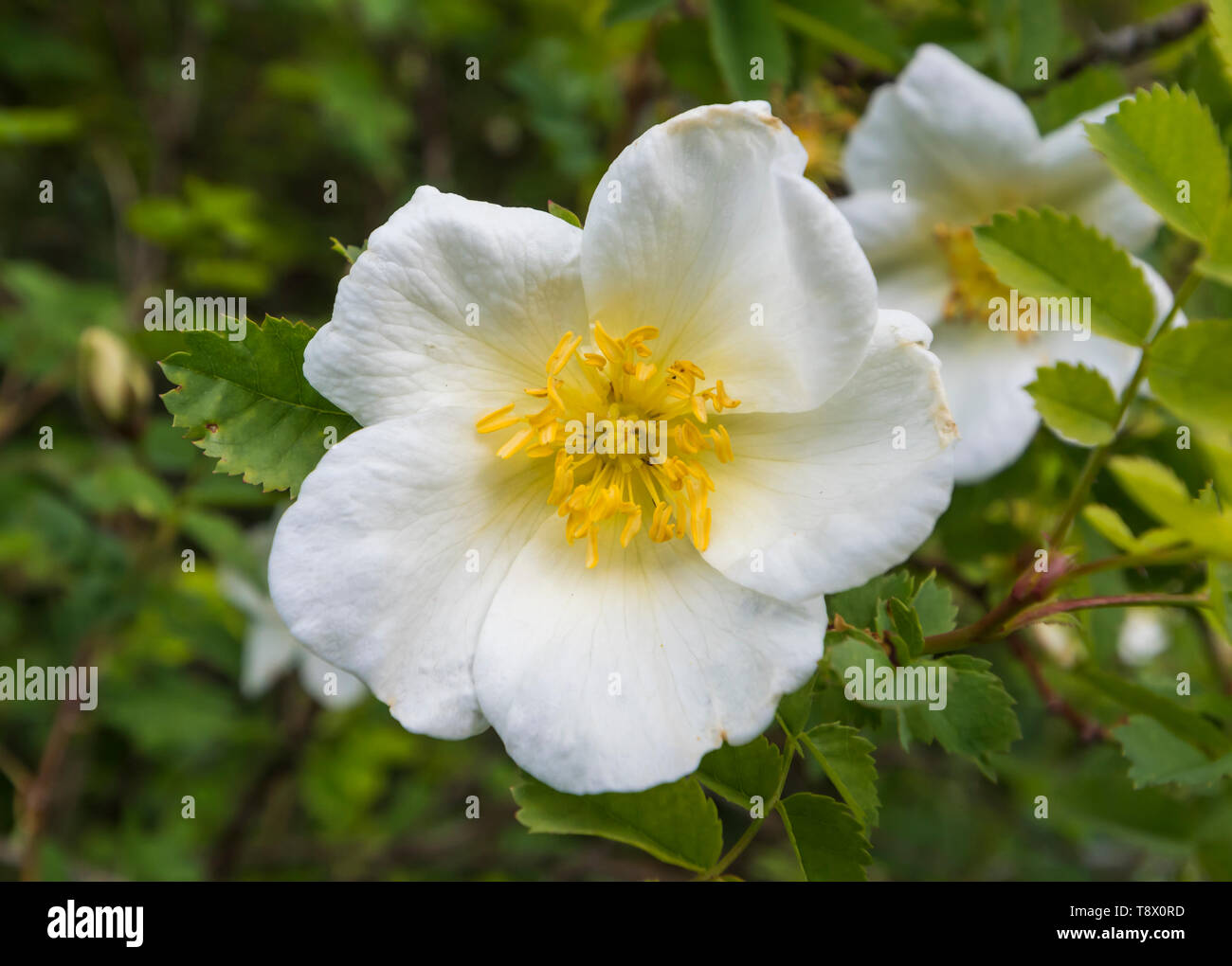 Albero Bianco Peonia, un grande fiore dal genere Paeonia, cresce in primavera (maggio) nel West Sussex, in Inghilterra, Regno Unito. Foto Stock