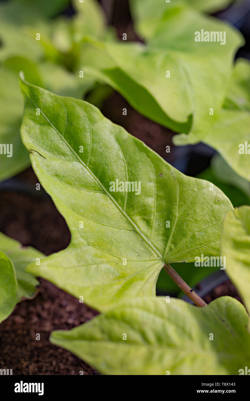 Ipomoea batatas 'Marguerite' Foto Stock