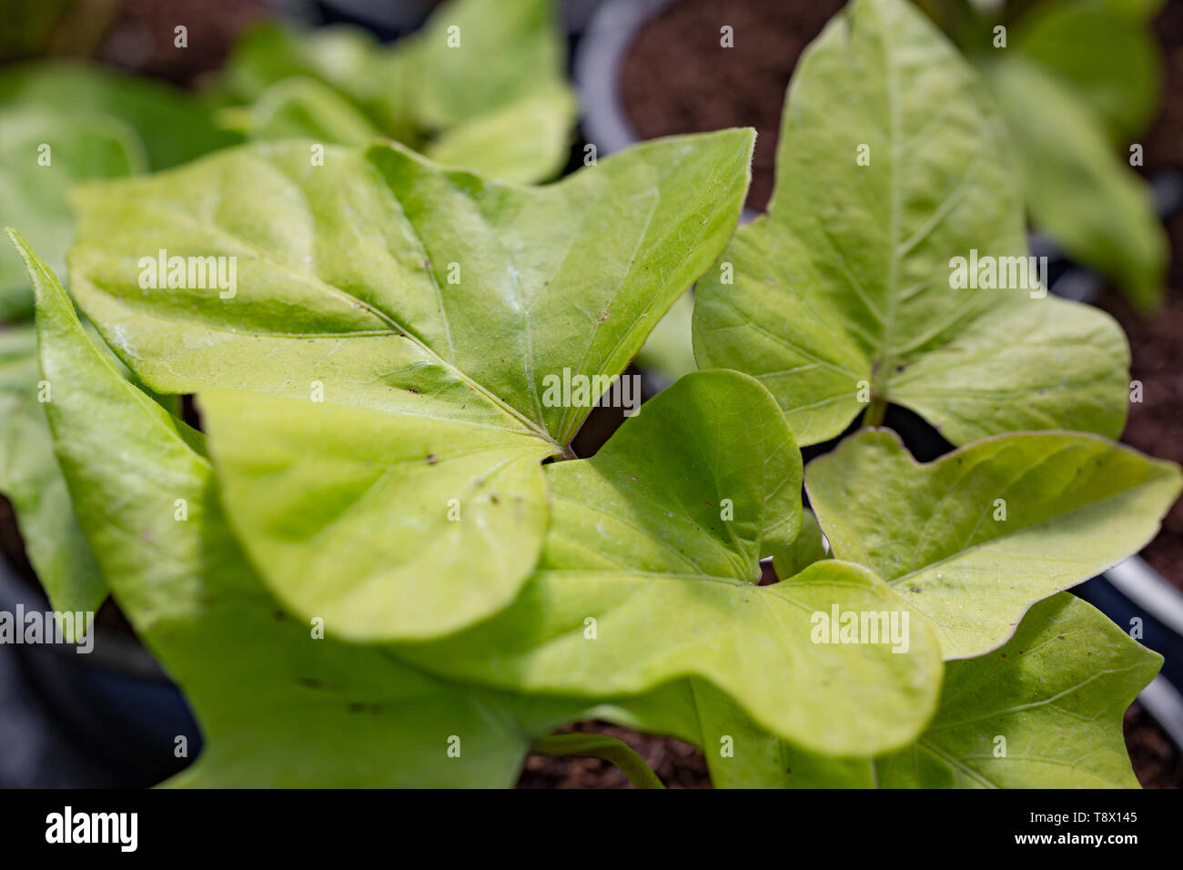 Ipomoea batatas 'Marguerite' Foto Stock