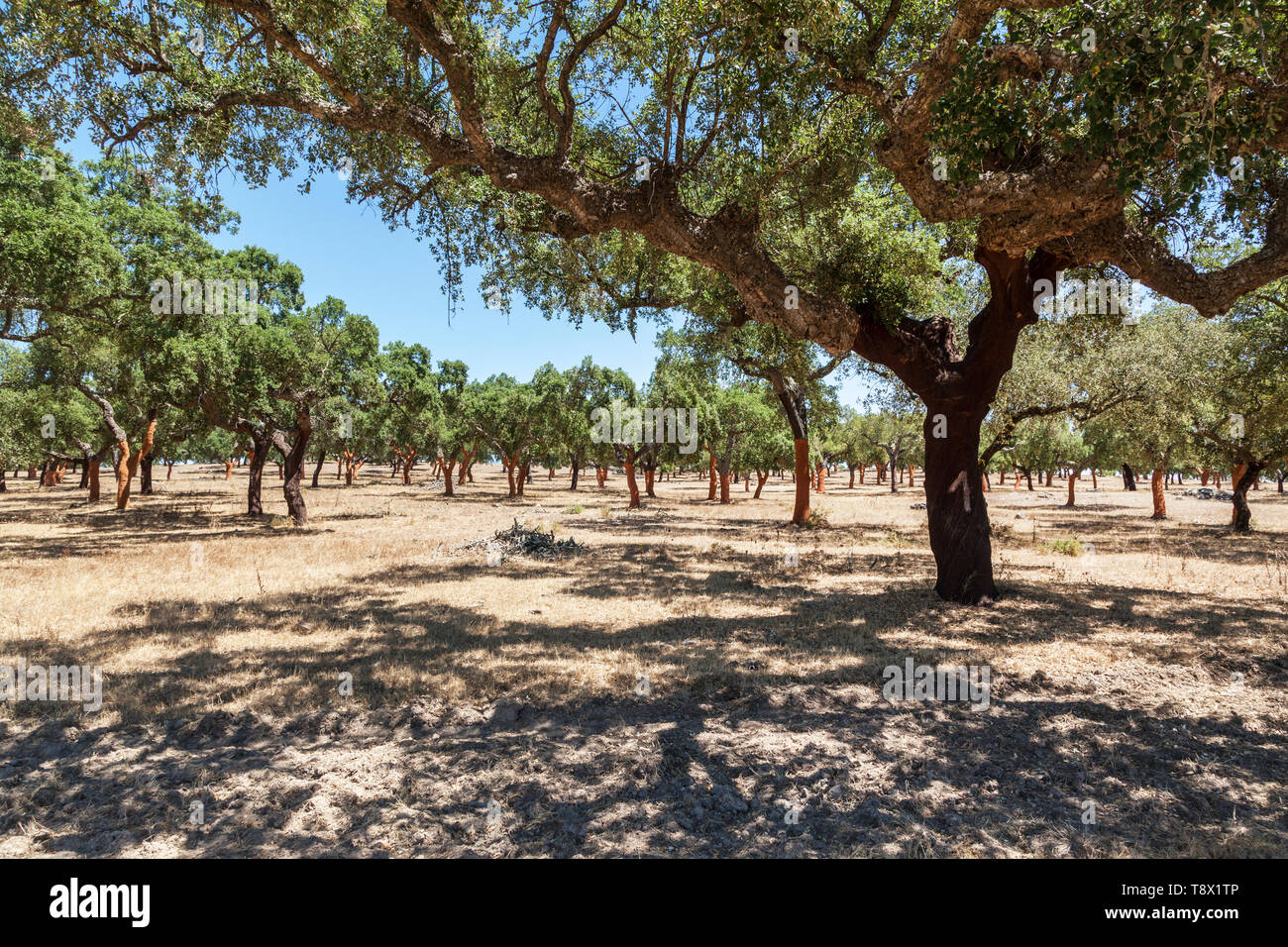Campo di alberi da sughero in Alentejo, Portogallo Foto Stock
