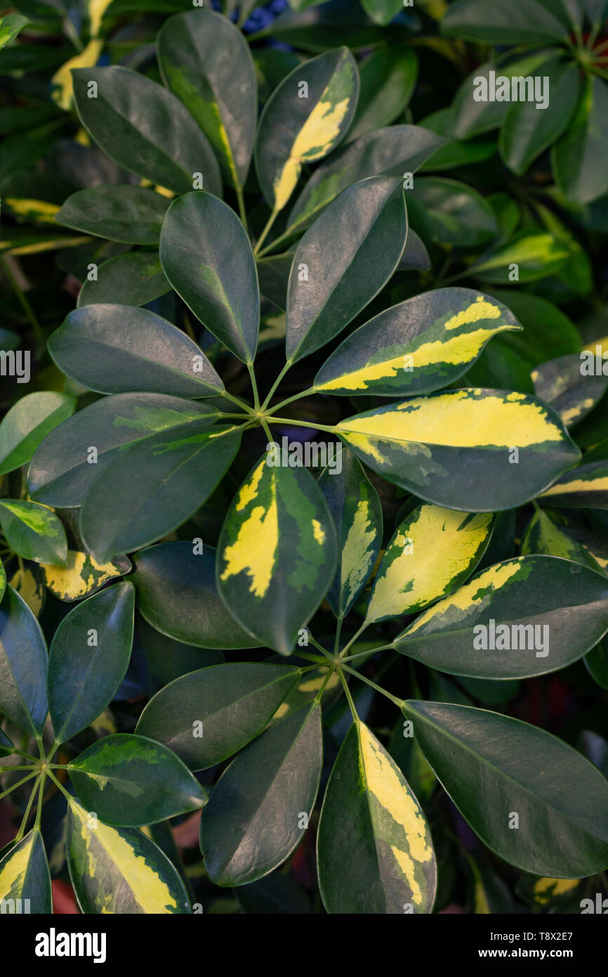 Schefflera Nora - Pianta Ombrello Nano Da Interno, Facile Da Curare, Altezza Max 1,5 M, Vaso Coltivatore