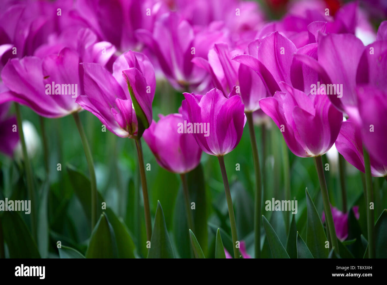 Molti viola tulipani cremisi nel giardino. I fiori hanno riempito il telaio. Foto Stock