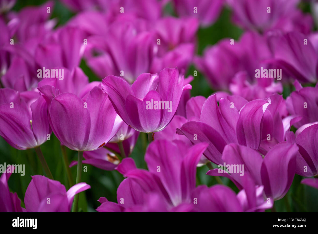 Molti viola tulipani cremisi nel giardino vicino shot. Foto Stock