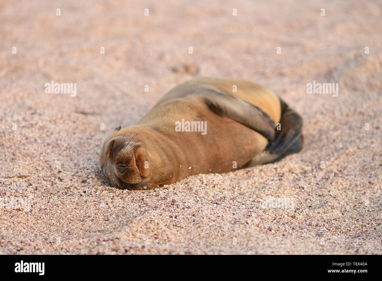 Galapagos cuccia di leone di mare (Zalophus wollebaeki) che dorme sulla spiaggia, Isole Galapagos, Ecuador Foto Stock