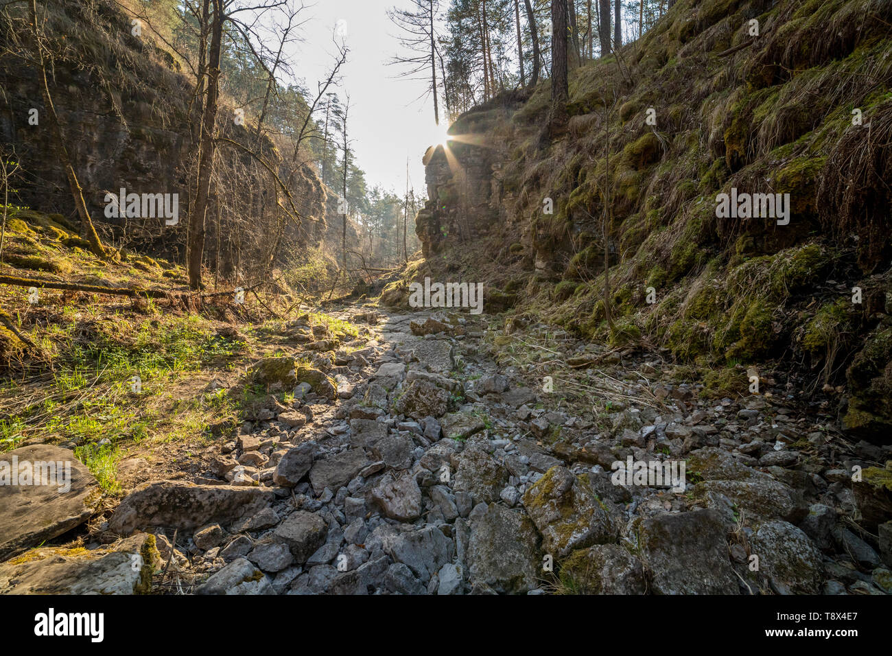 Un estate verde foresta soleggiata con percorso roccioso Foto Stock