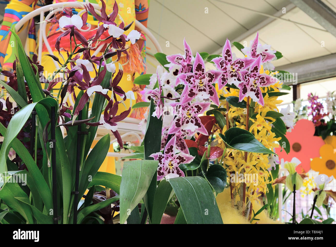 Fotografato nella pianta di orchidee display nel parco Keukenhof Lisse Paesi Bassi Aprile 2019 Foto Stock