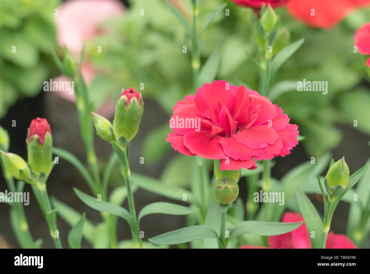 Red Carnation con boccioli intorno Foto Stock