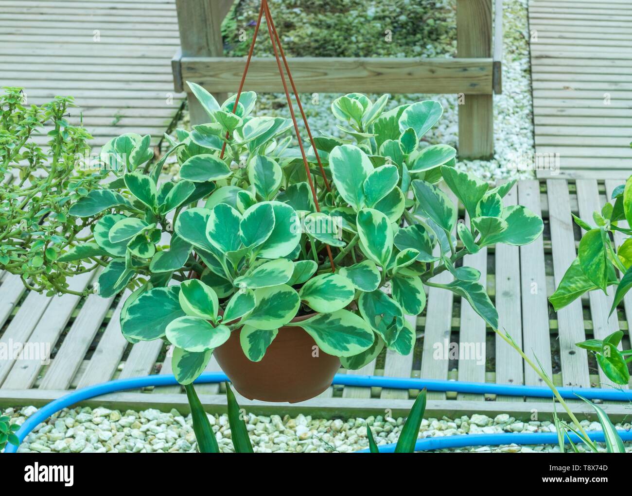 Pianta variegata di gomma per bambini Peperomia obtusifolia in serra Foto Stock