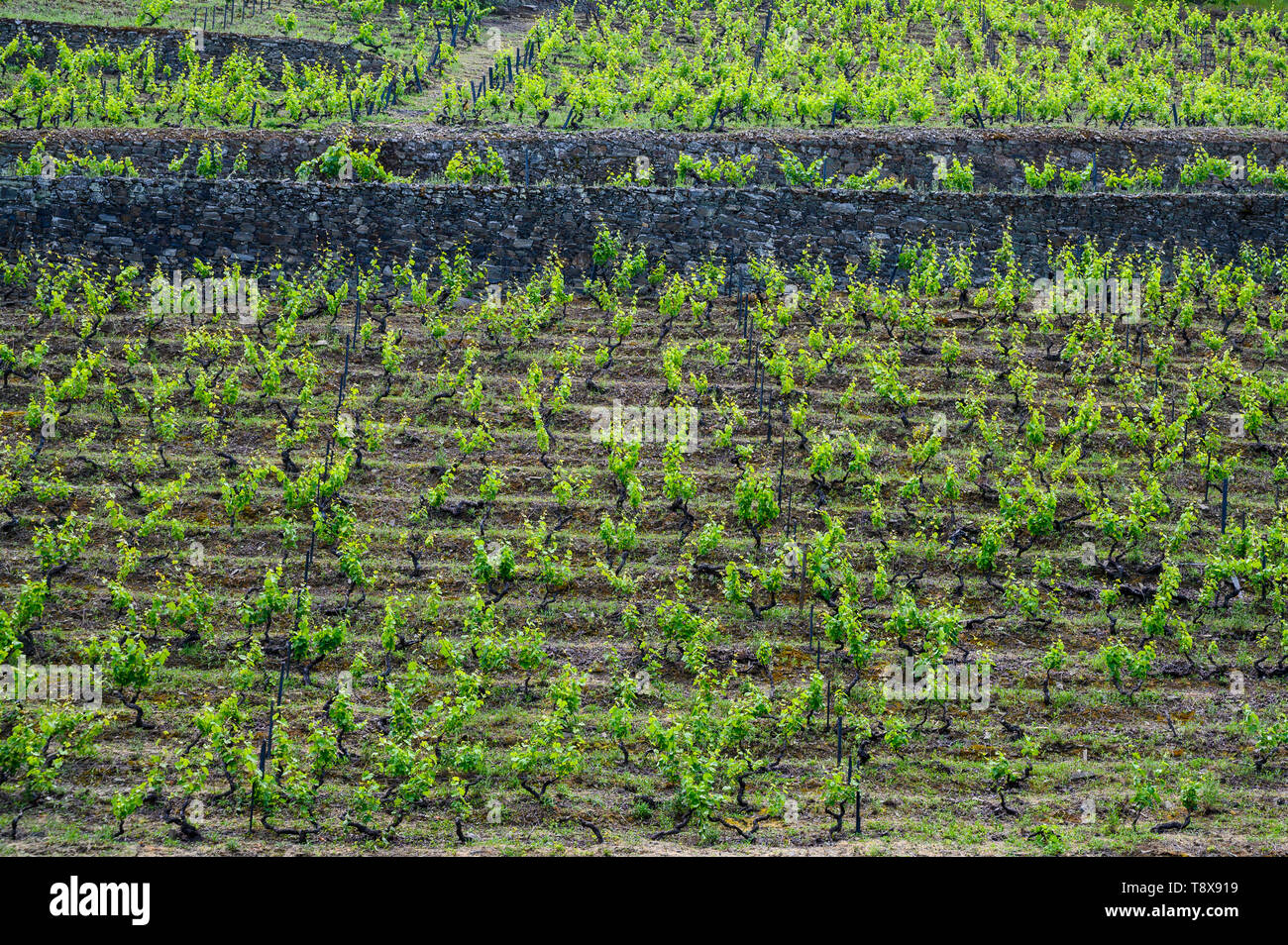 Vigneti a terrazze con vista sul fiume Douro Portogallo Foto Stock