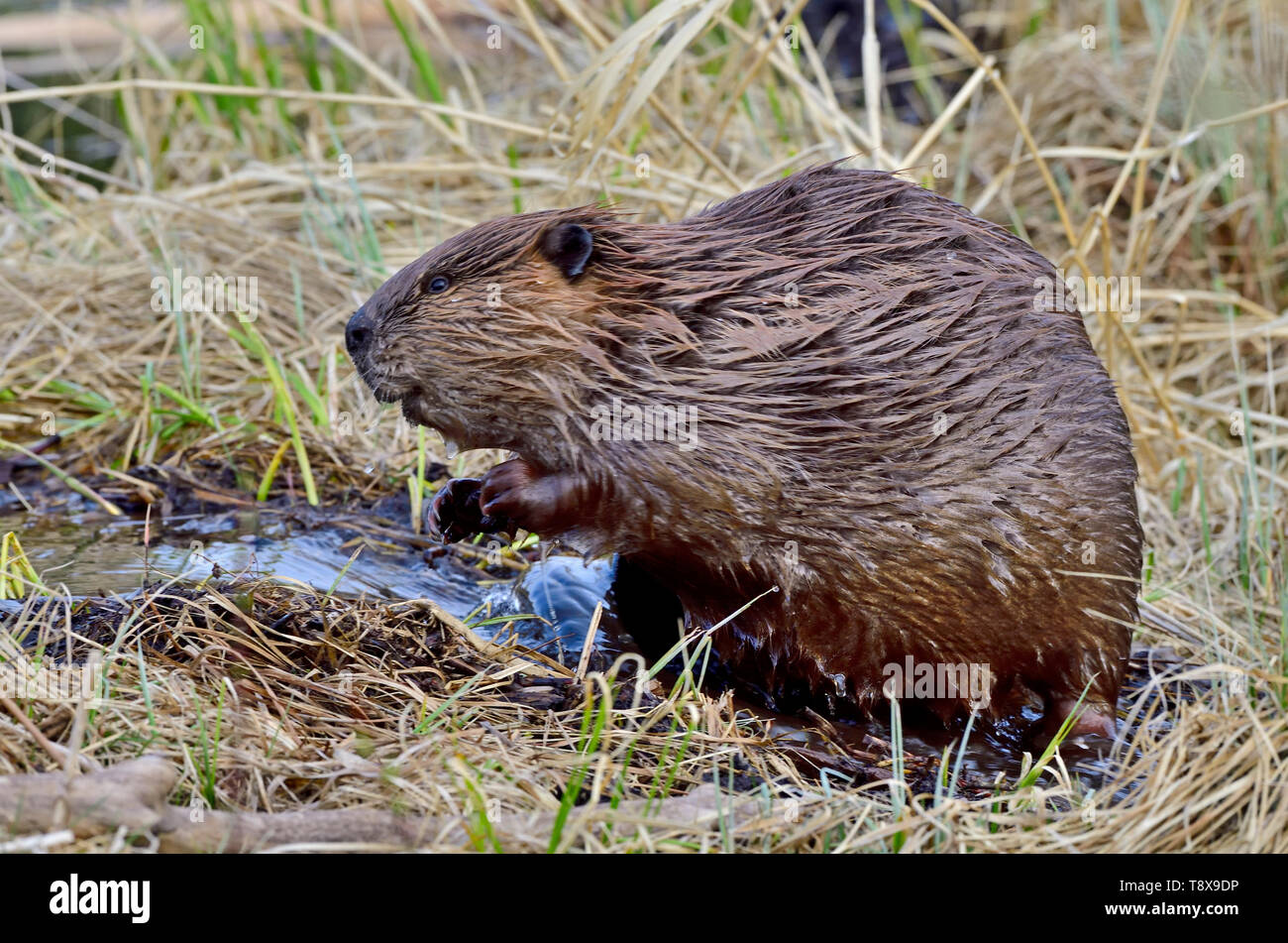 Una vista laterale di un adulto beaver "Castor canadensis', seduti in un flusso di acqua nelle zone rurali di Alberta in Canada Foto Stock