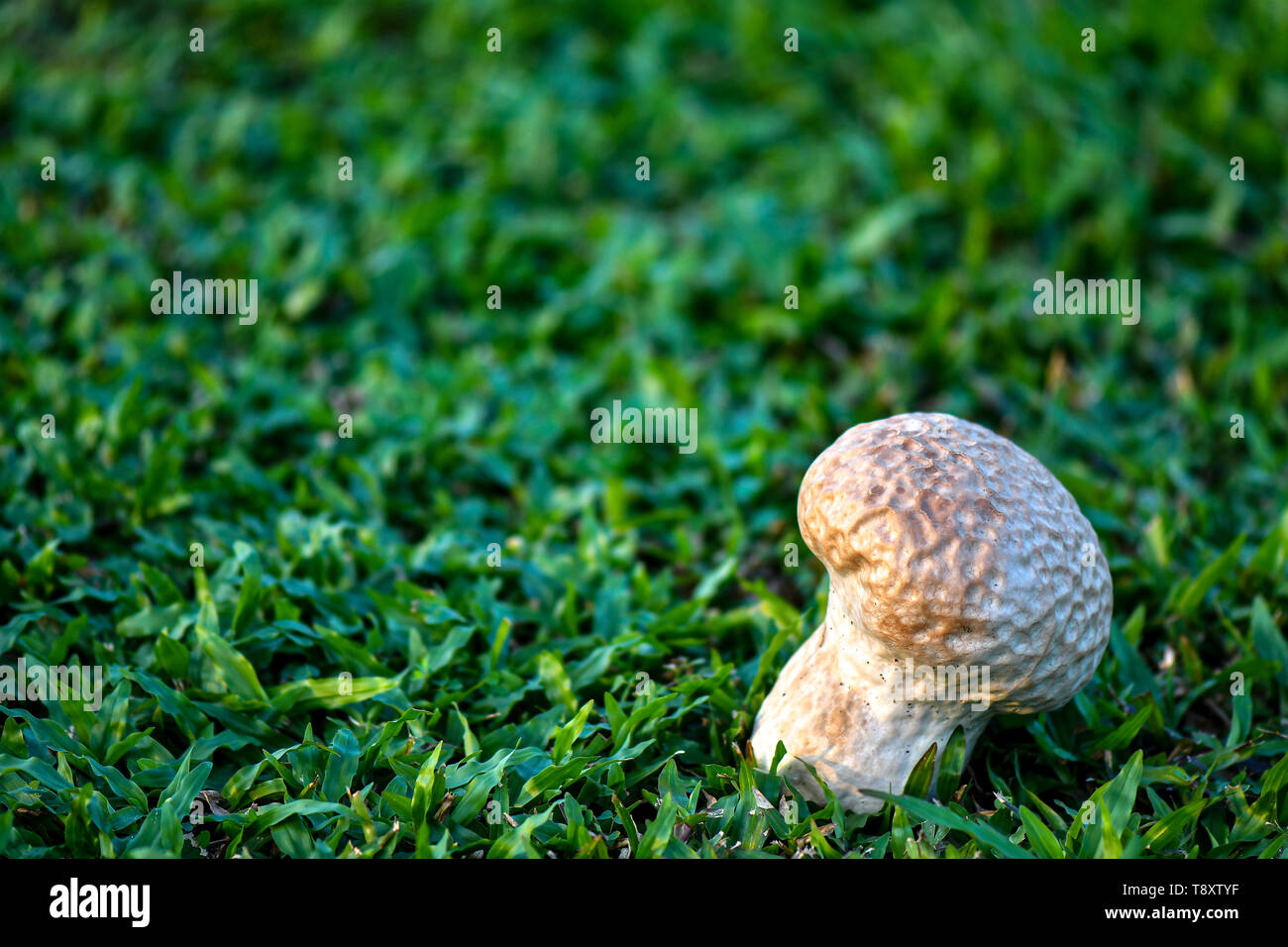 Cranio puffball è una specie di gigante fungo bianco. Foto Stock