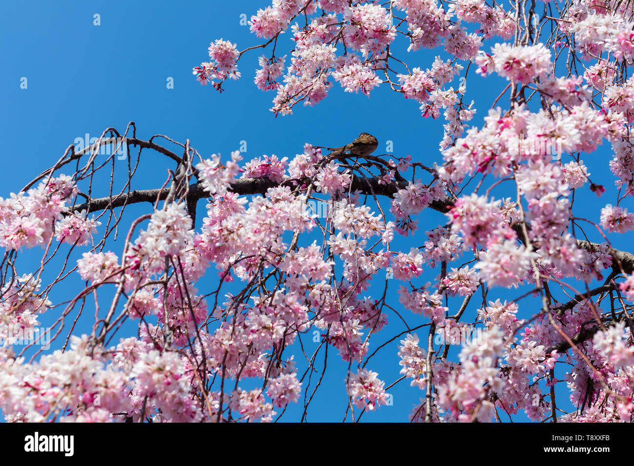 Sakura, fiori di ciliegio, a Kyoto, Giappone Foto Stock