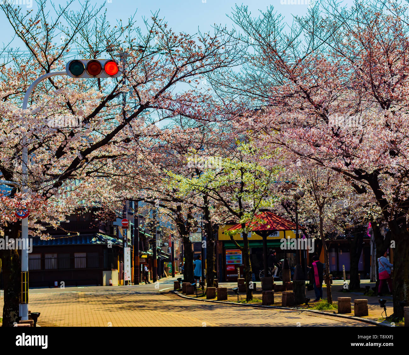 Sakura, fiori di ciliegio, a Kyoto, Giappone Foto Stock