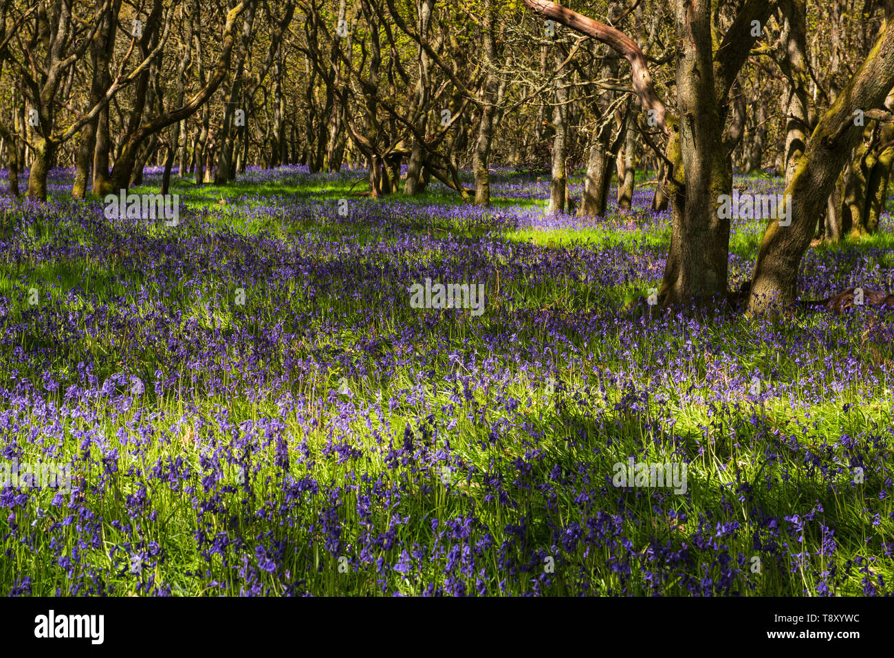 Ruthven Bluebell wood sulla banca del fiume di Isla, Angus, Scozia. Foto Stock