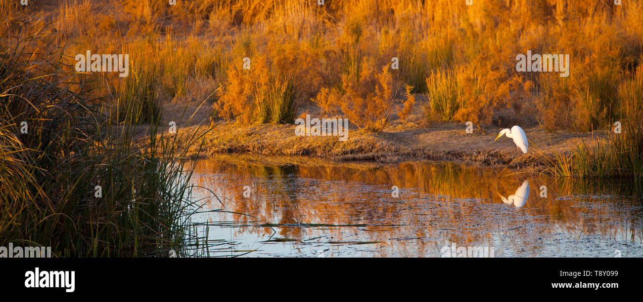 GARCETA GRANDE (Ardea alba), fReserva naturale del Humedal de Azraq. Jordania, Oriente Medio Foto Stock