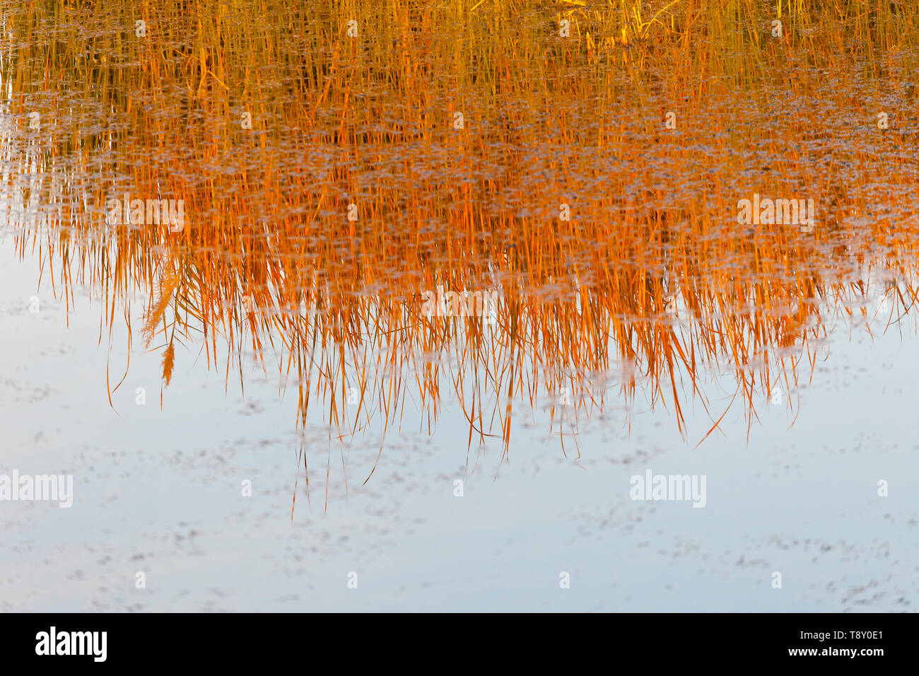 Reserva Natural del Humedal de Azraq. Jordania, Oriente Medio Foto Stock