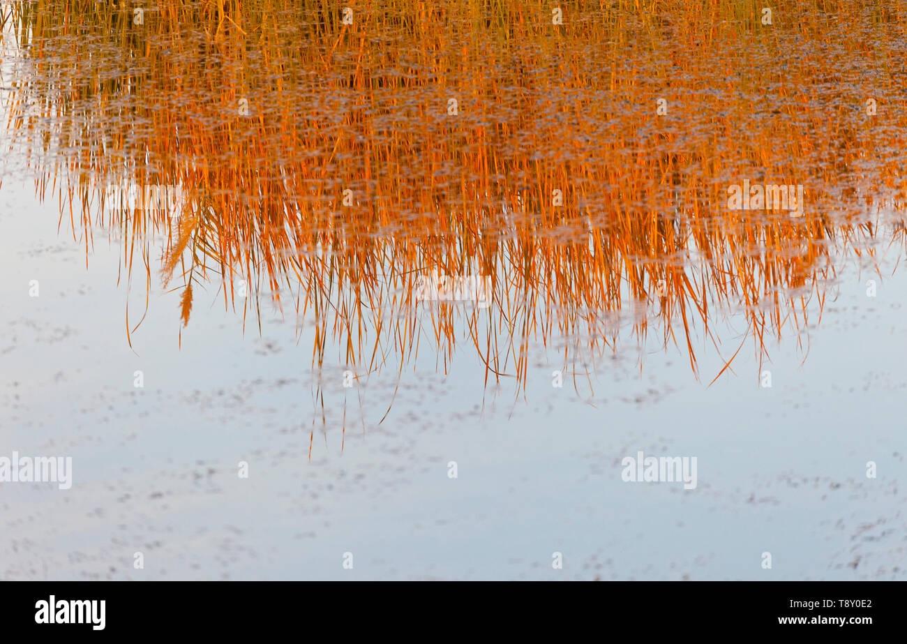 Reserva Natural del Humedal de Azraq. Jordania, Oriente Medio Foto Stock